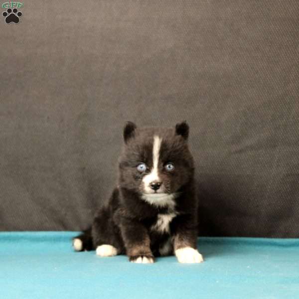 Sawyer, Pomsky Puppy